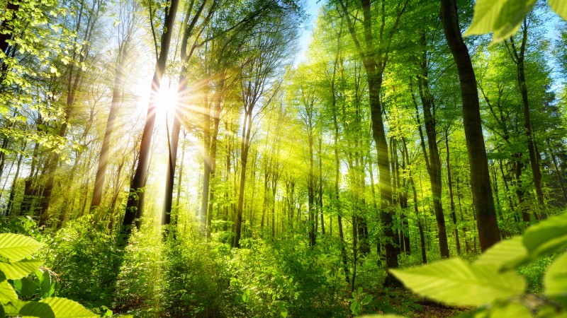 Wald mit lichtdurchfluteten Bäumen