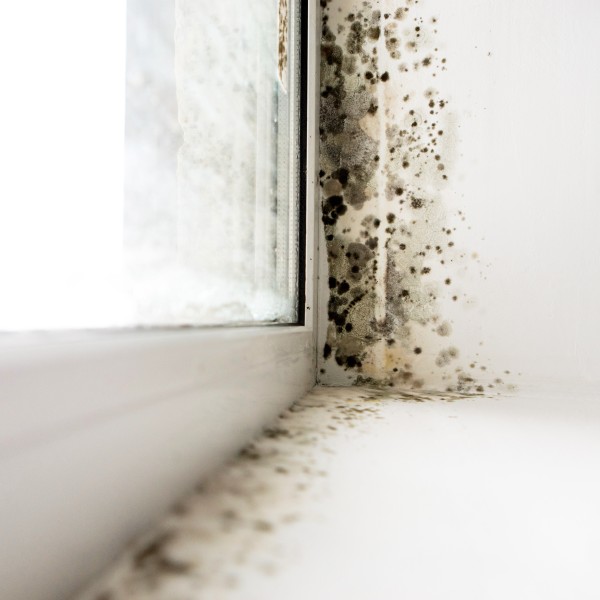 Schimmel am Fenster